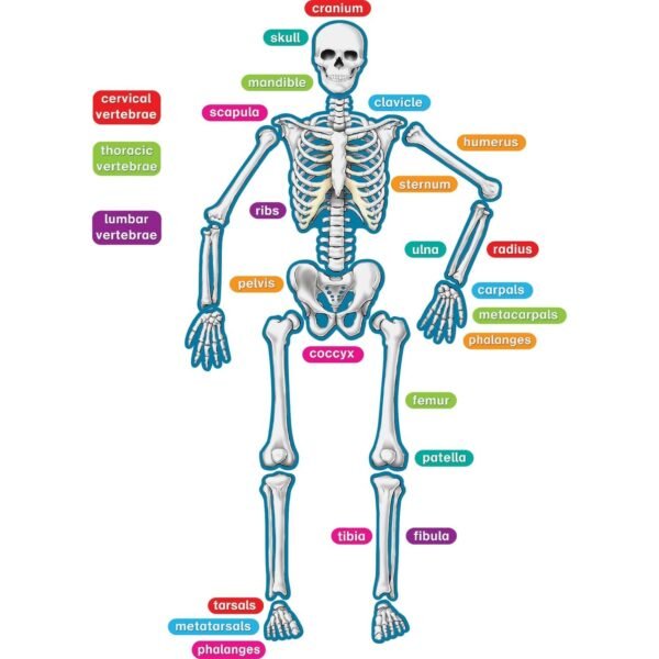 Teacher Created Resources Human Skeleton Accents Theme/Subject: Learning - Skill Learning: Anatomy - 40 Pieces - 5-17 Year - 1 Set (77241)
